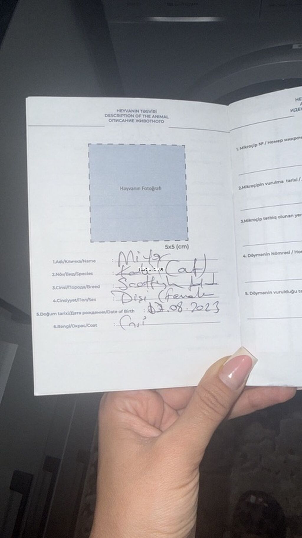 Şotland yastı qulaq, Dişi - şəkil 2