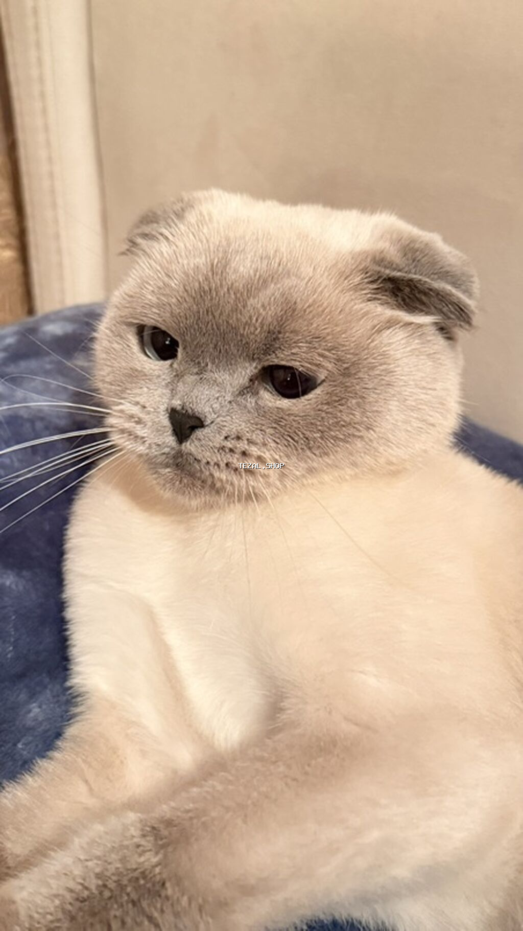 Şotland yastı qulaq, Dişi - şəkil 3