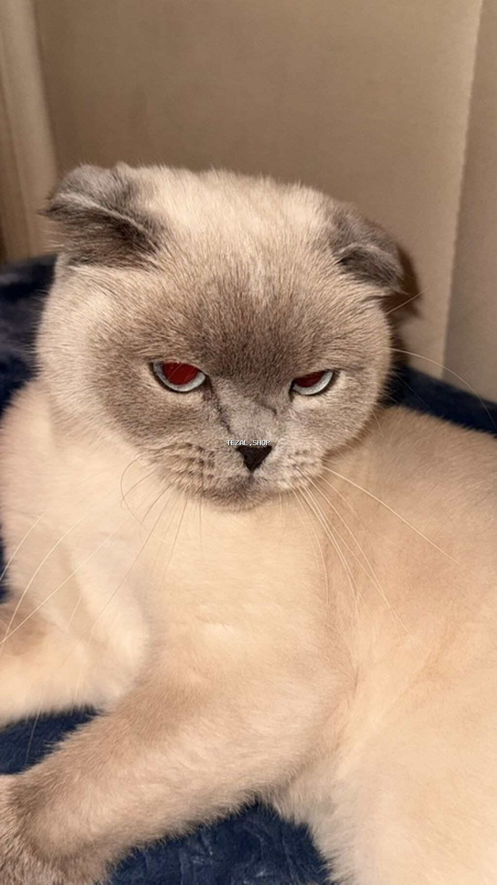 Şotland yastı qulaq, Dişi - şəkil 4