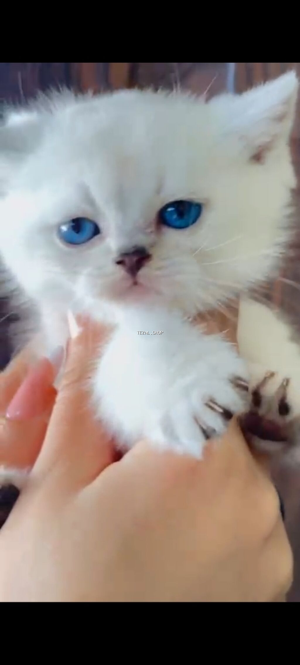 Şinşilla - şəkil 3