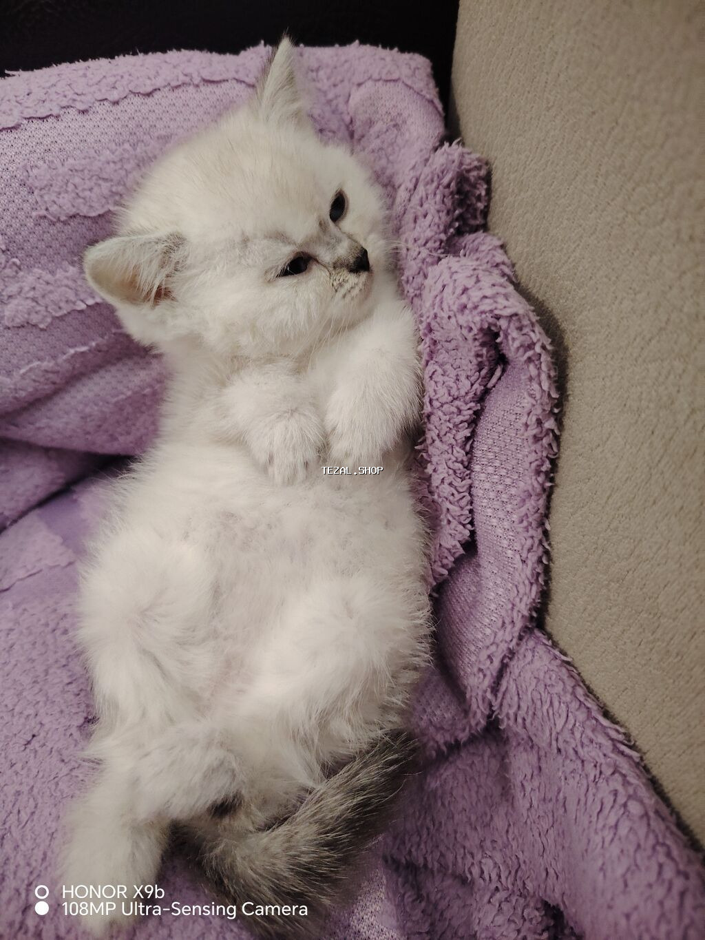 Şinşilla - şəkil 4