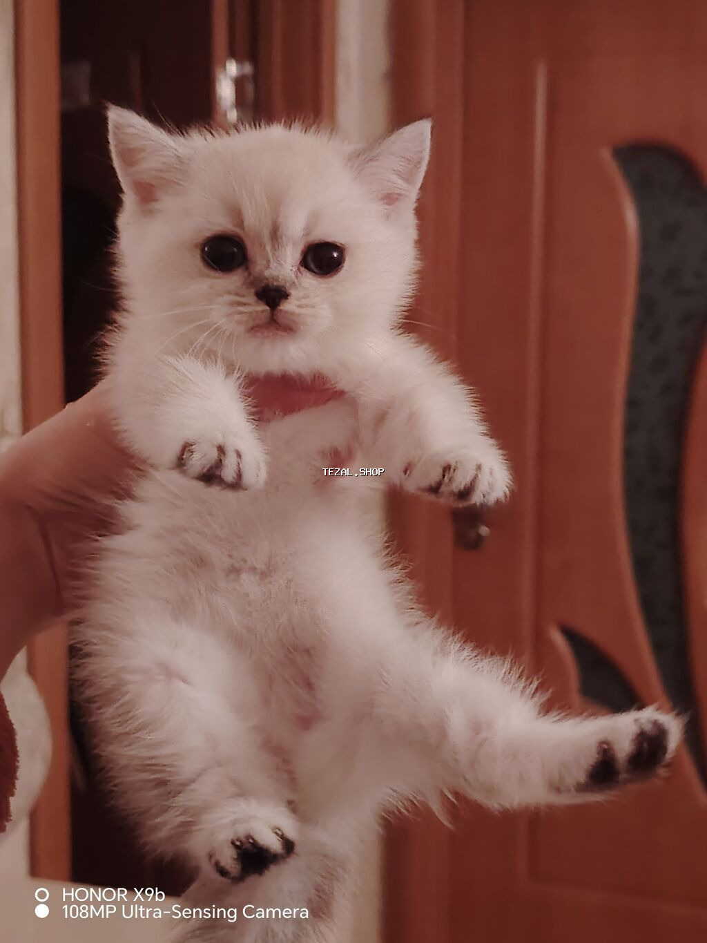 Şinşilla - şəkil 5