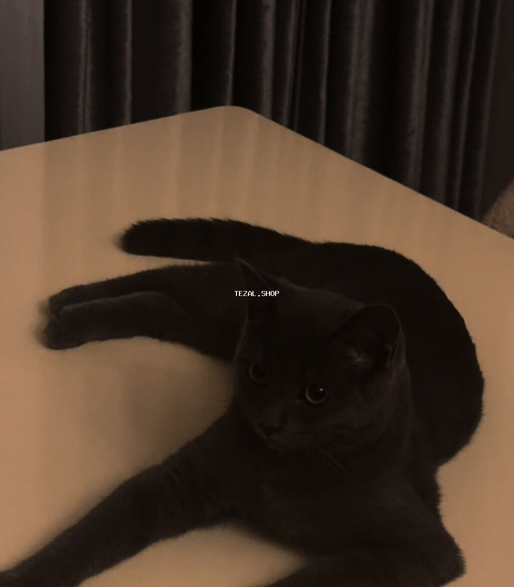 Rus mavi, Erkək, Yaxşı əllərə, Pulsuz çatdırılma - şəkil 2