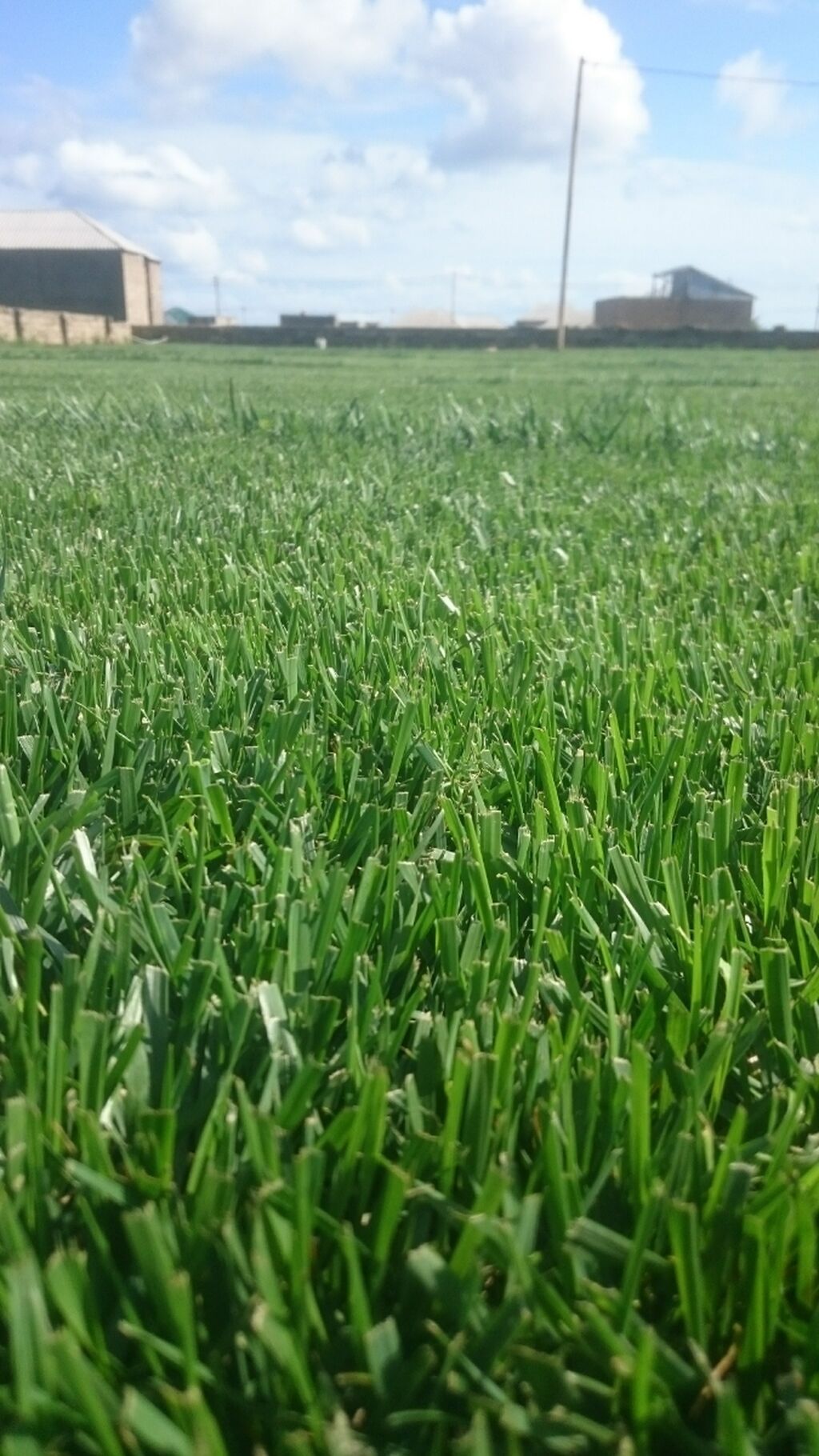 Qazon satılır eni yarpaq