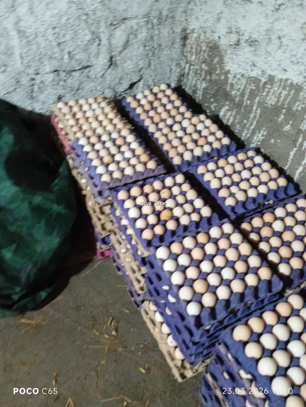 Serebirist F6 toyuq yumurtasi 6000eded yeni yumurtadir çıxım faizi