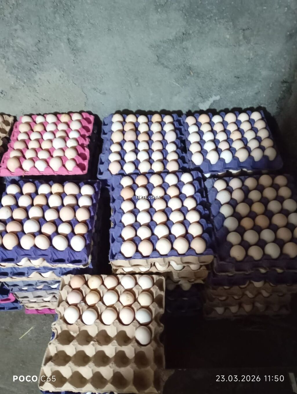 Serebirist F6 toyuq yumurtasi 6000eded yeni yumurtadir çıxım faizi - şəkil 2