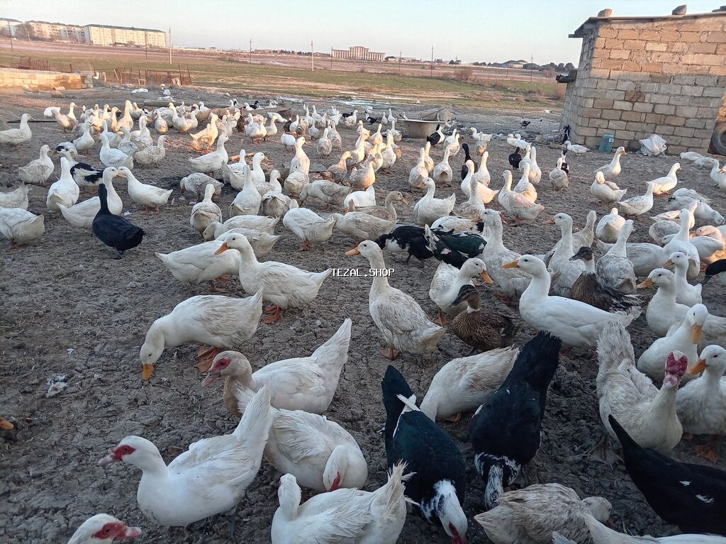 Yumurtlayan Pekin ördəkləri, 150 ədəd fərə, 50 ədəd erkək. 7 aylıqdır