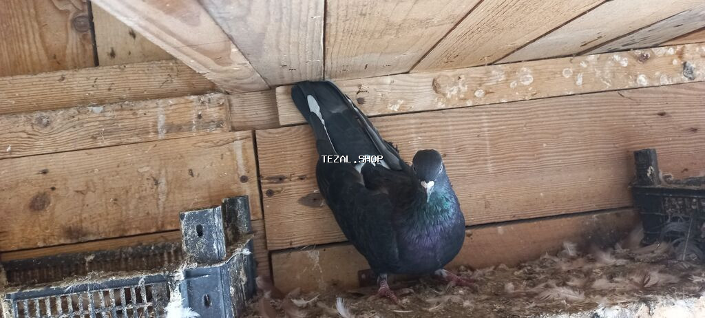 Erkeydi yerde oynagdi