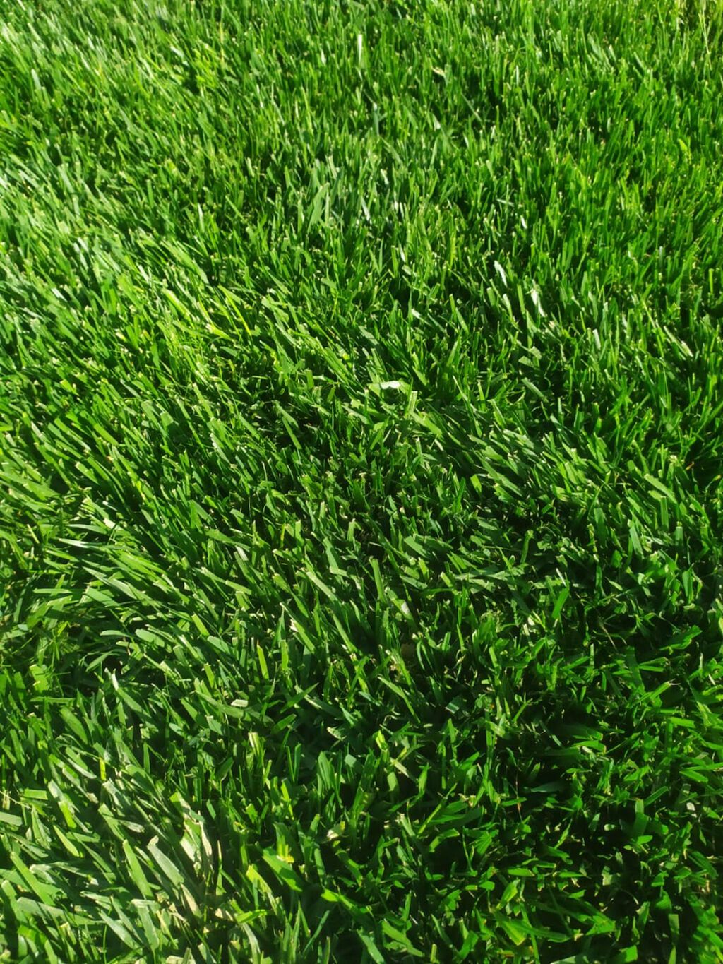 Qazon satılır eni yarpaq danimarka toxumu. ilə əkilmə qazondur yerində