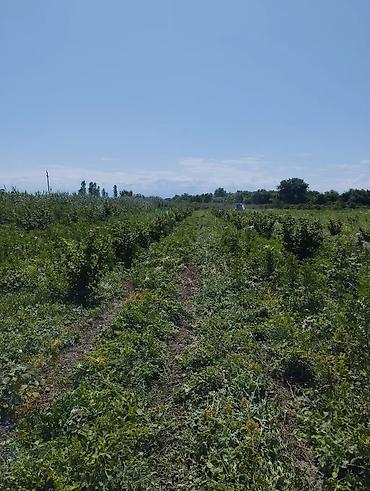 Fındıq tingləri və bağ sahəsi.Xacmaz rayonu Tikan oba kəndi.Kəndə - şəkil 3