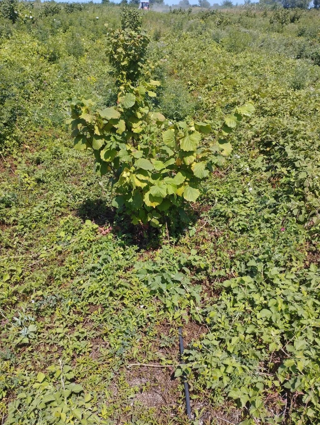 Fındıq tingləri və bağ sahəsi.Xacmaz rayonu Tikan oba kəndi.Kəndə