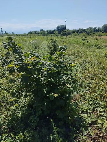 Fındıq tingləri və bağ sahəsi.Xacmaz rayonu Tikan oba kəndi.Kəndə - şəkil 4