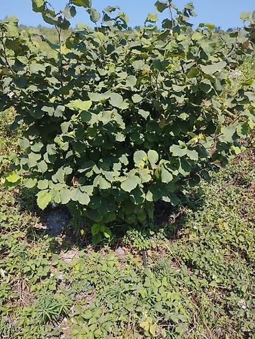 Fındıq tingləri və bağ sahəsi.Xacmaz rayonu Tikan oba kəndi.Kəndə - şəkil 5