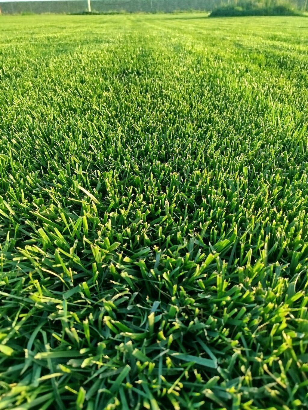 Qazon satılır eni yarpaq danimarka toxumu. ilə əkilmə qazondur yerində