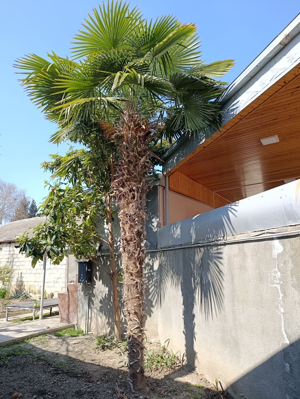 4.5 metr hündürlüyü var çin fan palmasıdır soyuğa və küləyə davamlı