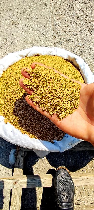 Yerli yonca toxumu Təmizlənmiş toxumdu,uzun ömürlü,enli yarpaqboyu - şəkil 3