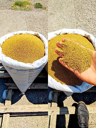 Yerli yonca toxumu Təmizlənmiş toxumdu,uzun ömürlü,enli yarpaqboyu - şəkil 4