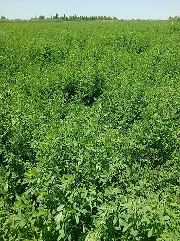 Yerli yonca toxumu Təmizlənmiş toxumdu,uzun ömürlü,enli yarpaqboyu - şəkil 5