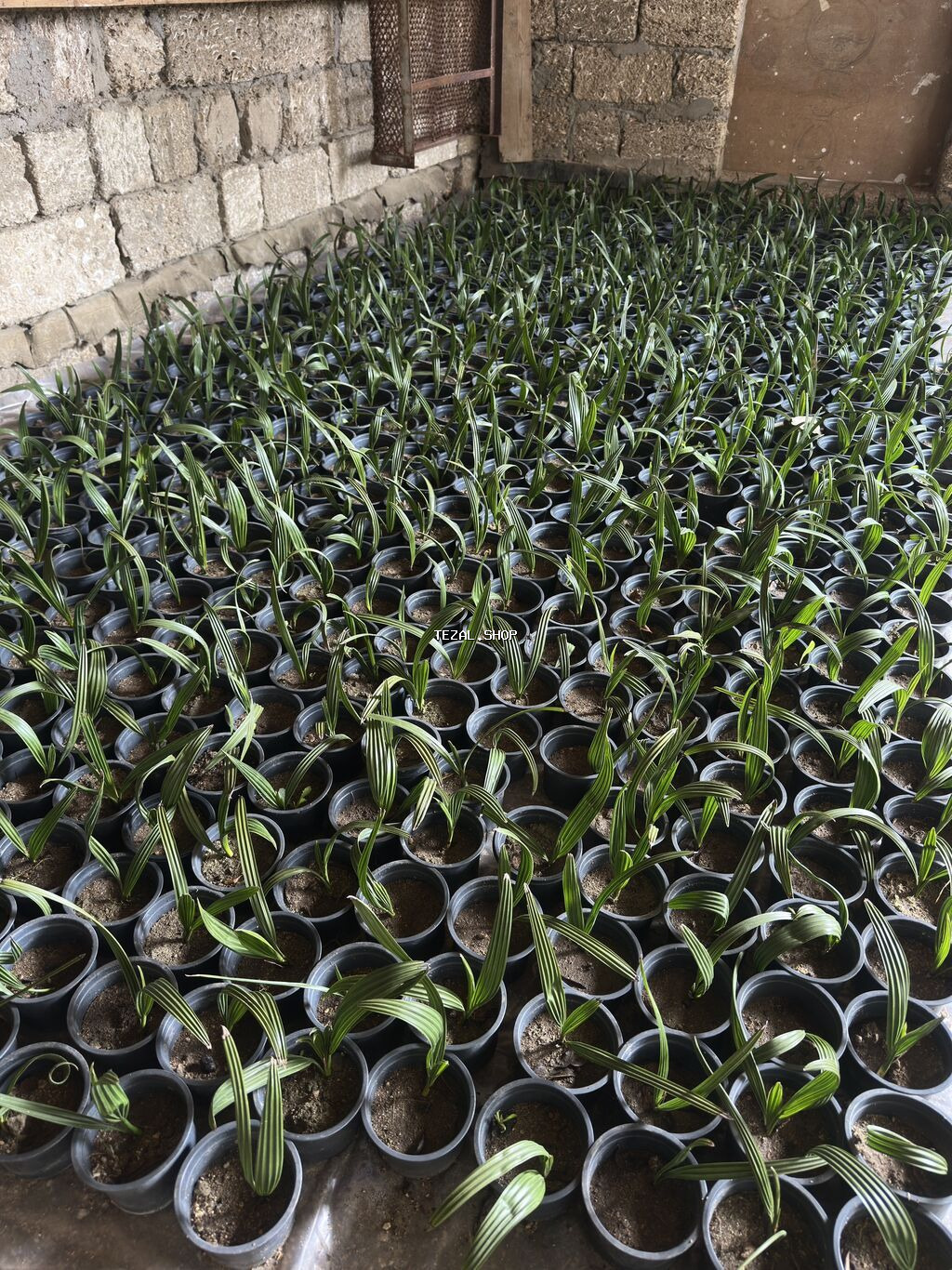 FİNİK palması ( tropikal ) xaricdən gəlib 700 - 800 dənədi. ( 3.manat