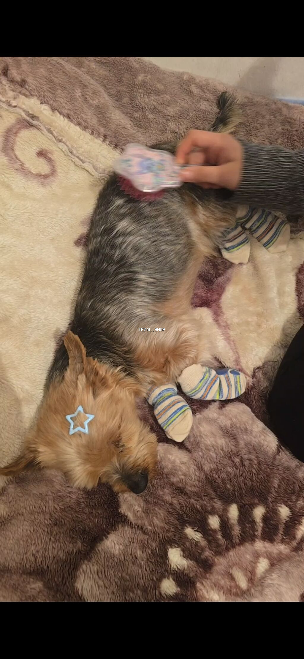 Yorkşir teryer, Erkek, Ünvandan götürmə - şəkil 3