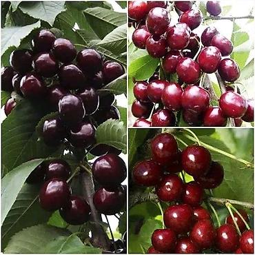 Salam nar tinqleri satışı öküz burun nar tinqleri gulöşe talıb nar - şəkil 4