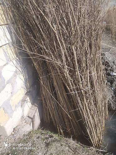 Salam nar tinqleri satışı öküz burun nar tinqleri gulöşe talıb nar - şəkil 5