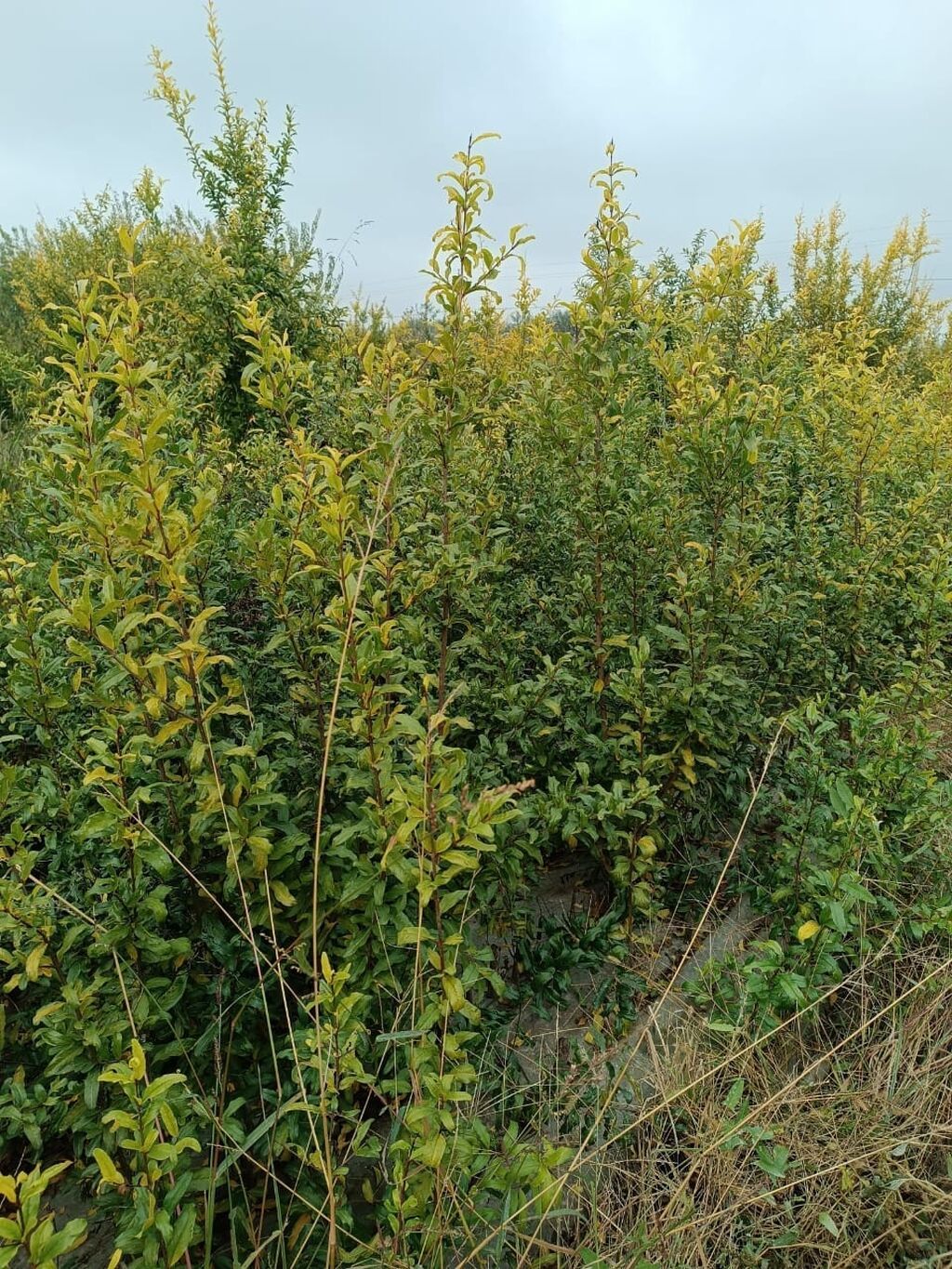 Salam nar tinqleri satışı öküz burun nar tinqleri gulöşe talıb nar