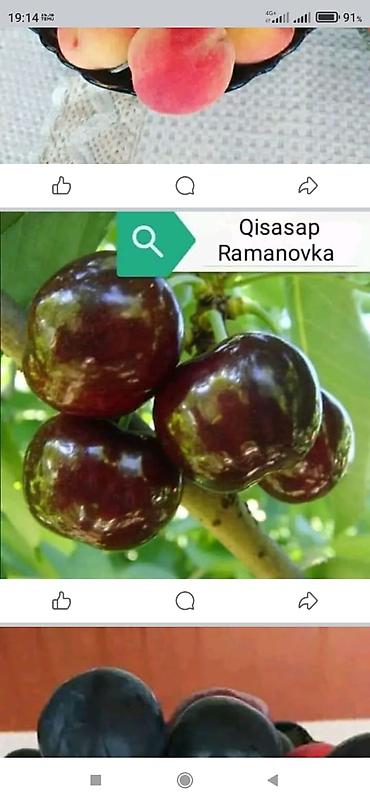 Salam nar tinqleri satışı öküz burun nar tinqleri gulöşe talıb nar - şəkil 2