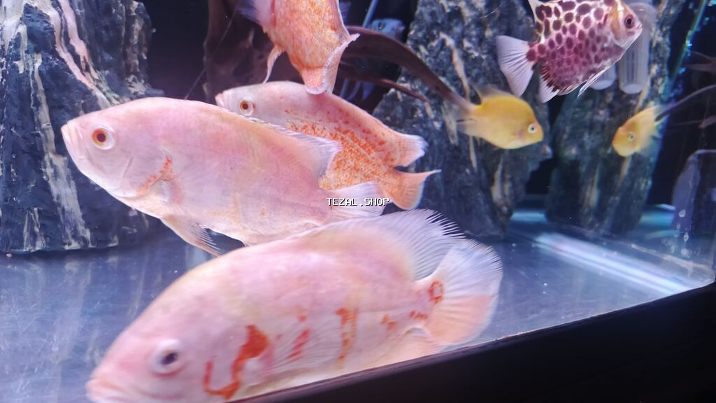 Cixlid balığı, Yırtıcı