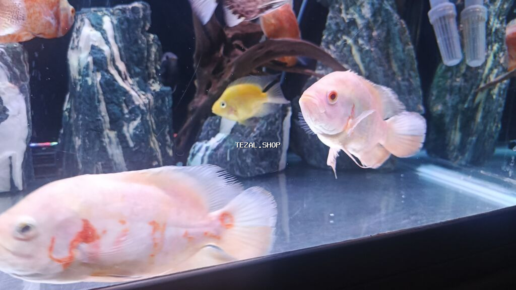 Cixlid balığı, Yırtıcı - şəkil 2