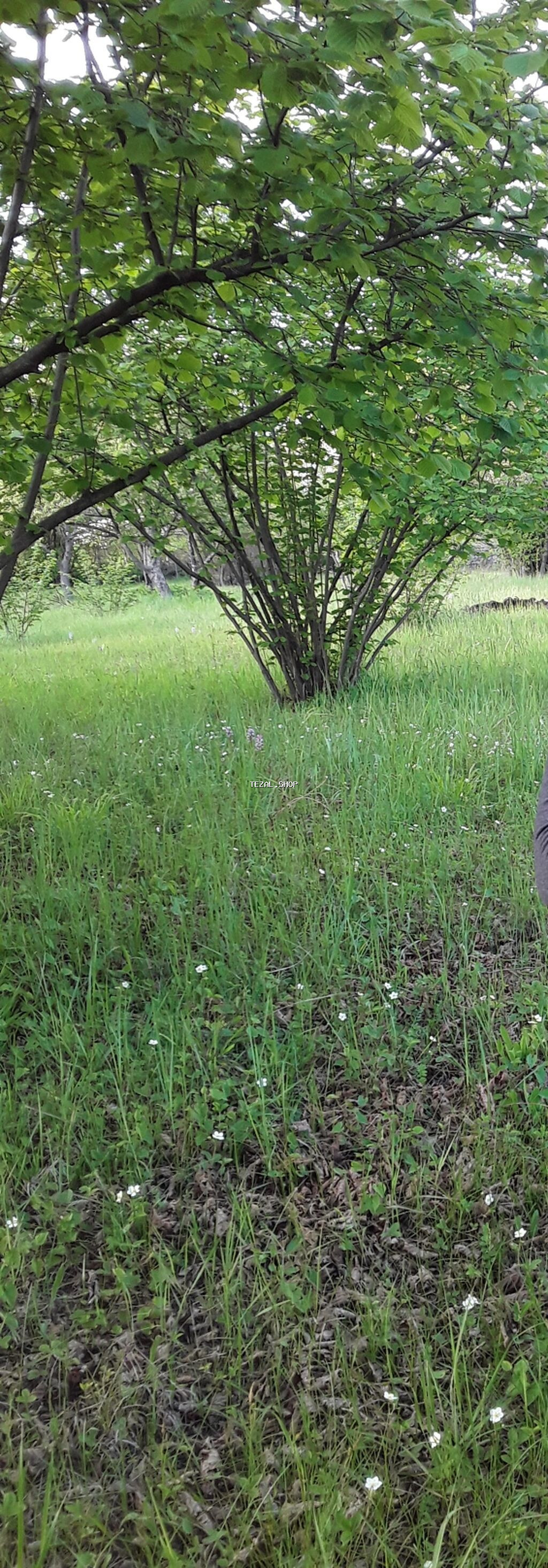 Meyvə bağı – fındıq alma ağacları şabalıd qoz və s ağaclar var