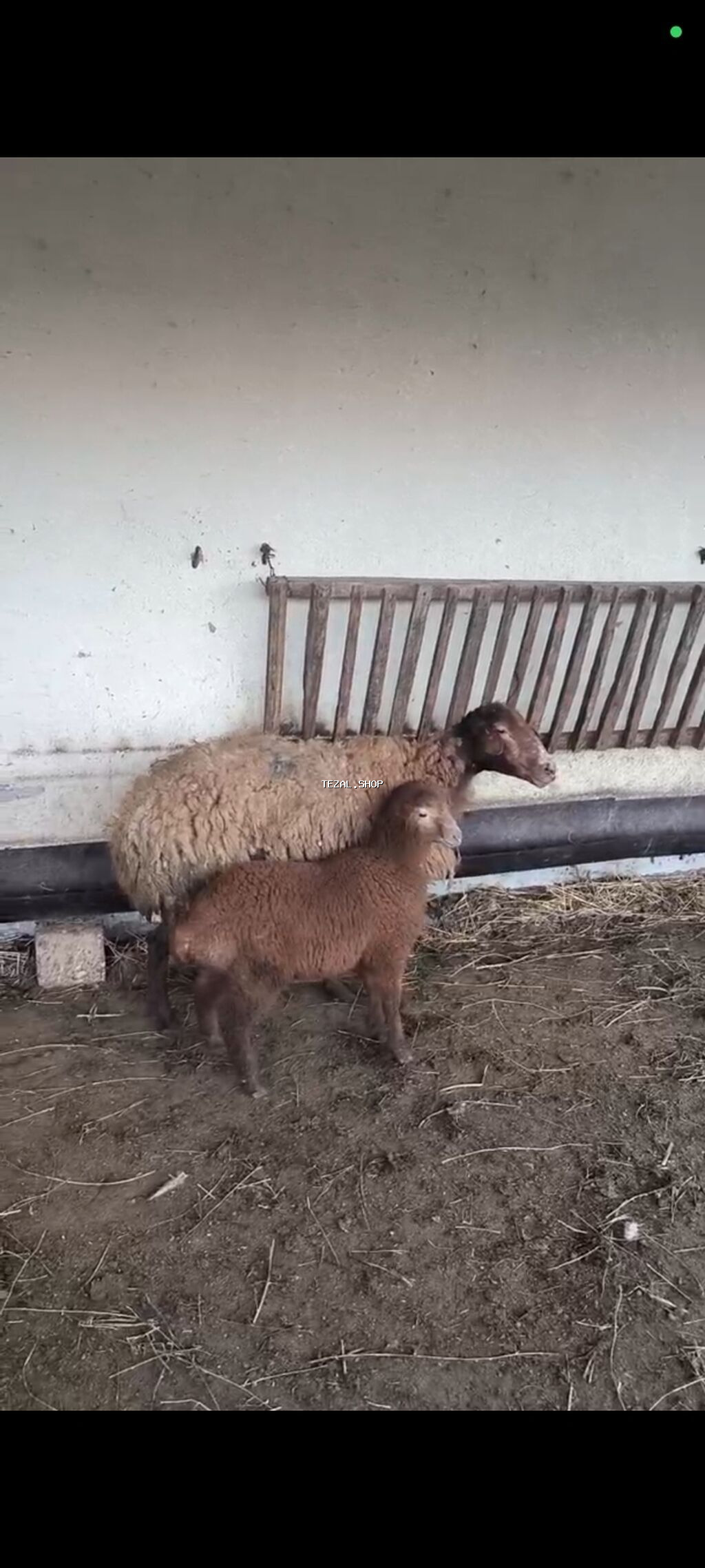 Unvan saray qes. qoyun cavandi balasi erkeydi. vatsap aktivdi