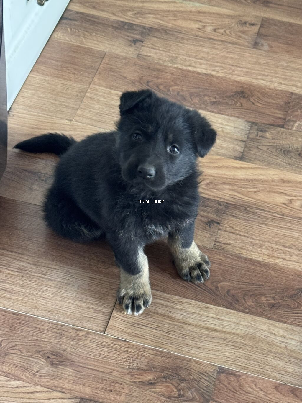 Salam saf qan afcarkadı atası yevropeka anası nemeski. İsteyen elaqe