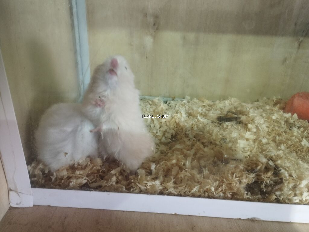 2 ədəd xamyak akvaryum qarişiq 35 manat reyal aliciya 30 dan verərəm