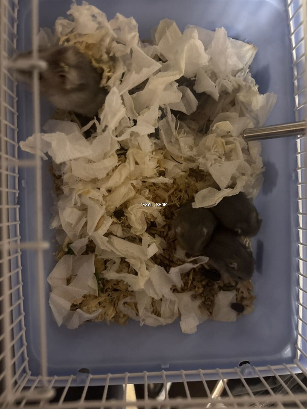 - Məhsul: Kiçik gəmirici ev heyvanları (hamsterlər) - Təsvir: Şəkildə