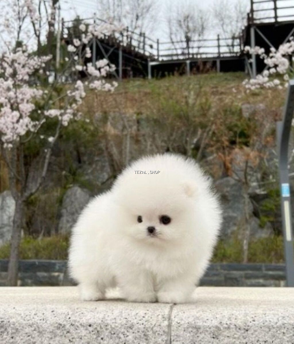 Şpitz, 2 ay, Sənədli