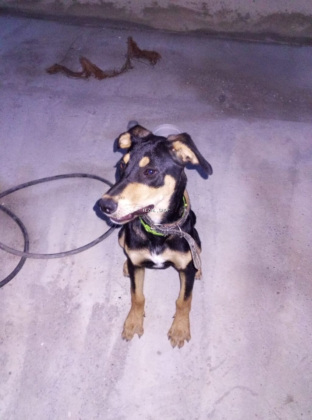 Gözəl, enerjili erkek – qara-qəhvəyi rəng çalarları ilə. Orta ölçülü