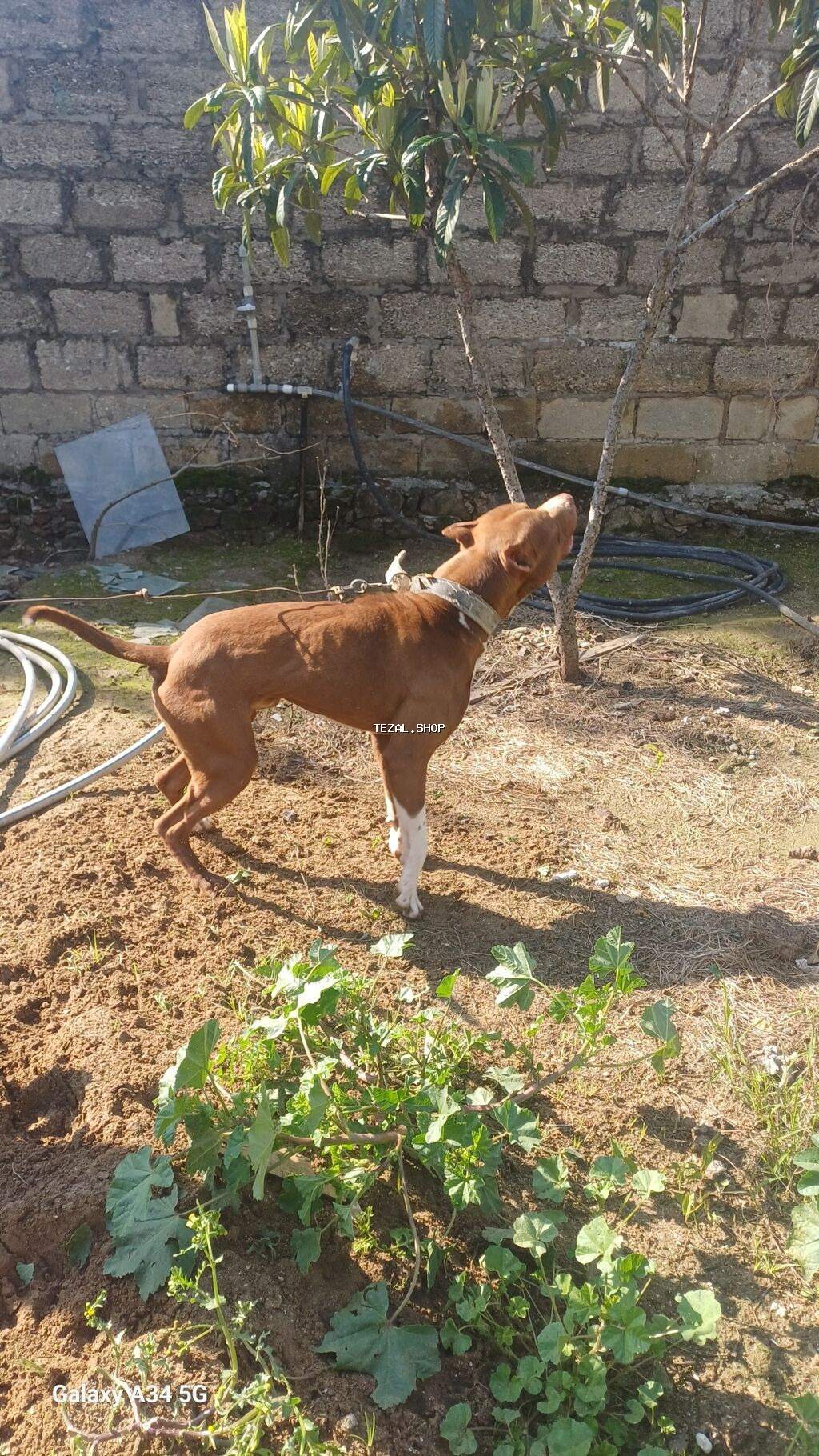 Pitbul, 1 il, Erkek, Peyvəndli, Ünvandan götürmə - şəkil 2