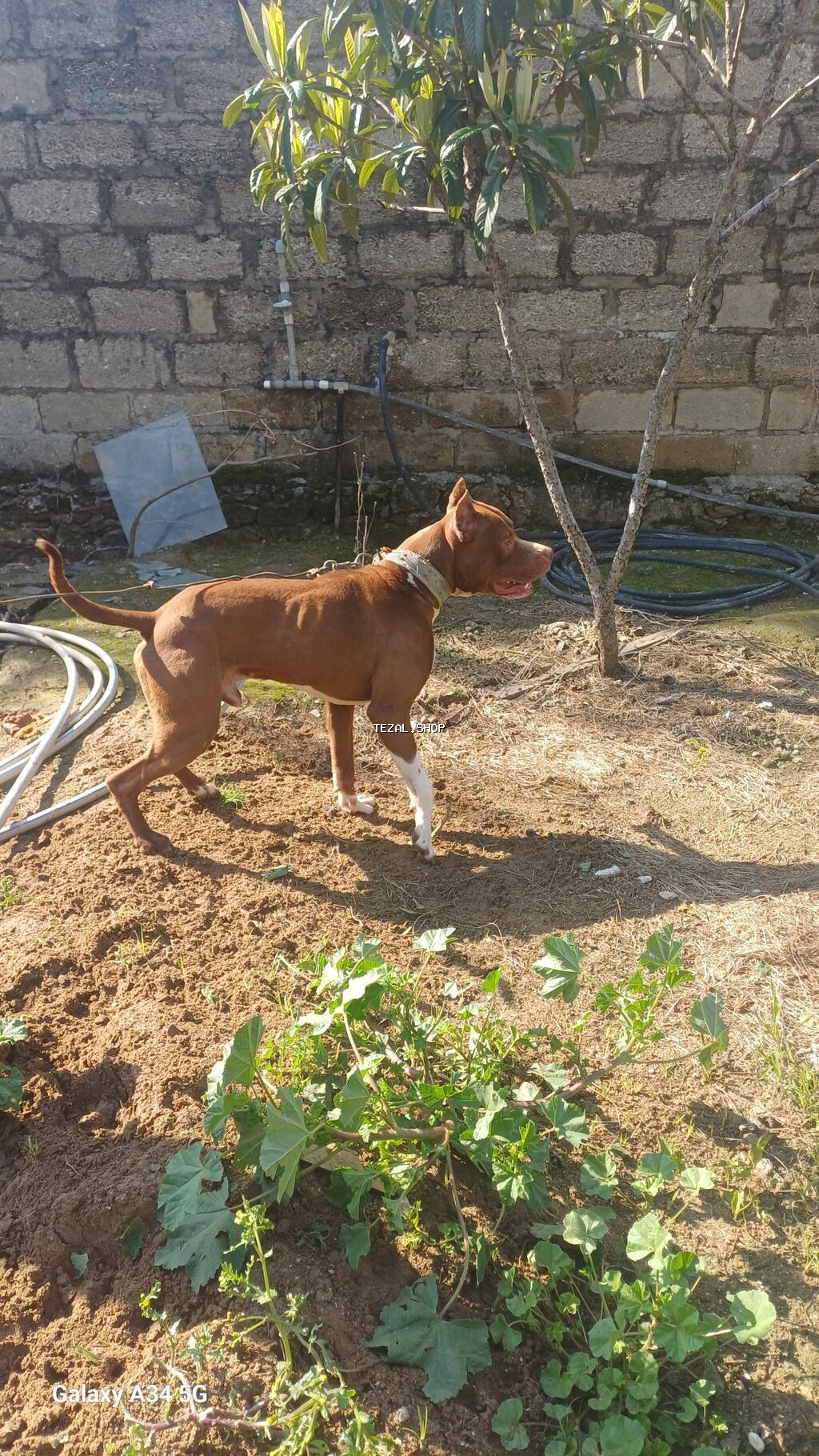 Pitbul, 1 il, Erkek, Peyvəndli, Ünvandan götürmə - şəkil 3