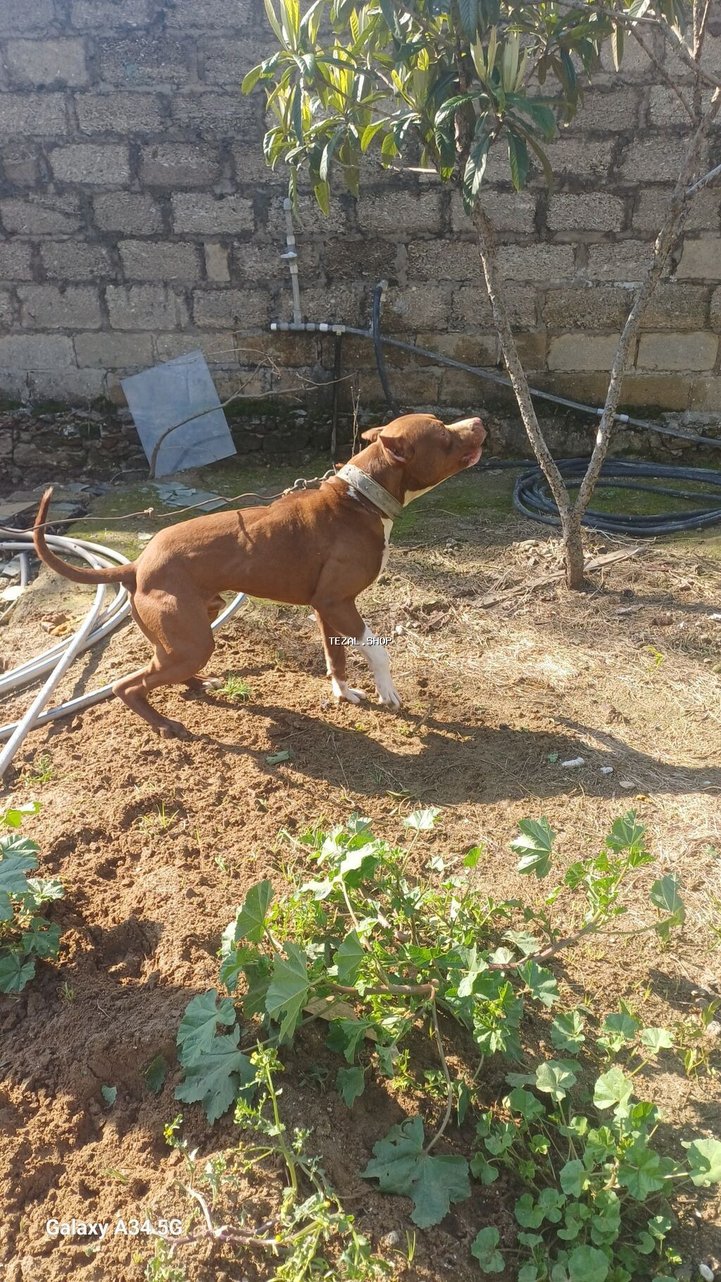 Pitbul, 1 il, Erkek, Peyvəndli, Ünvandan götürmə - şəkil 4