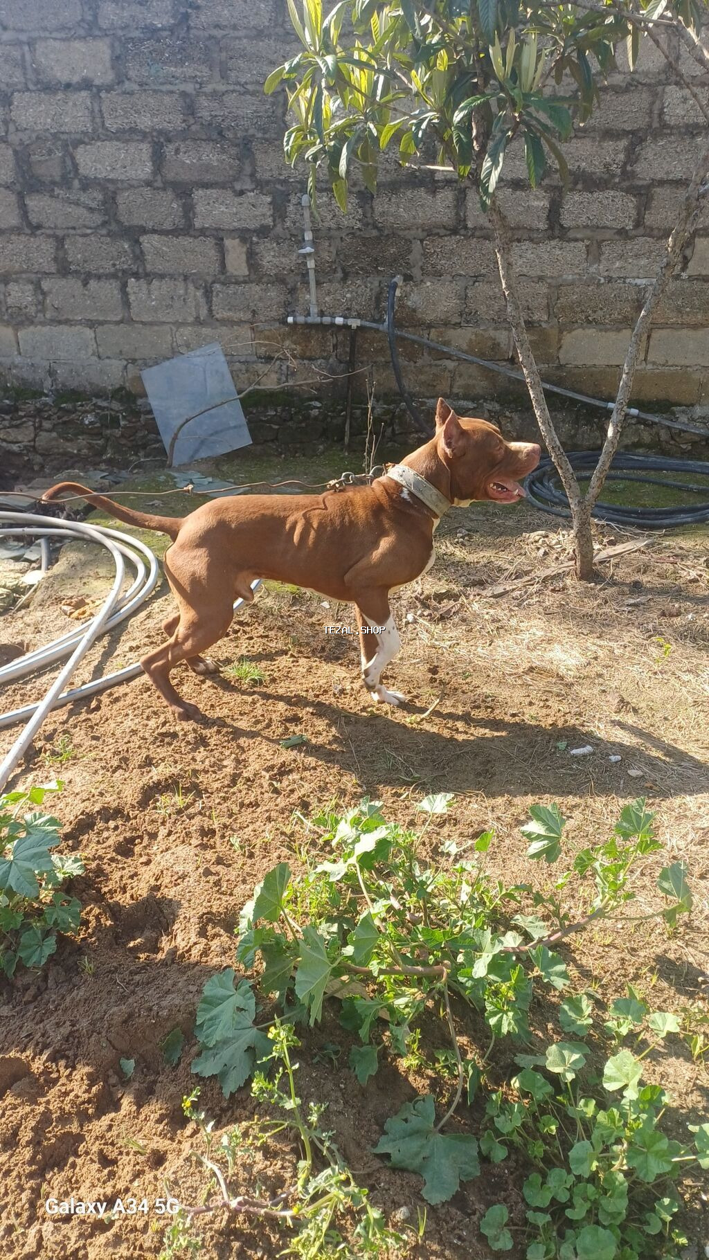 Pitbul, 1 il, Erkek, Peyvəndli, Ünvandan götürmə - şəkil 5