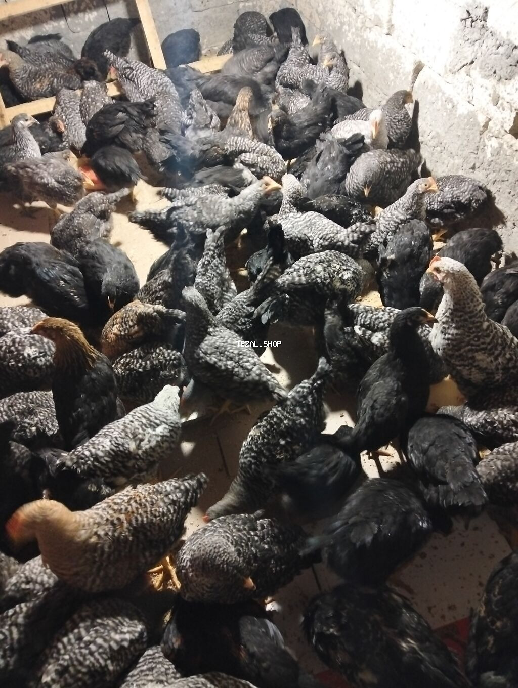 Toyuq cücələri, Ətlik