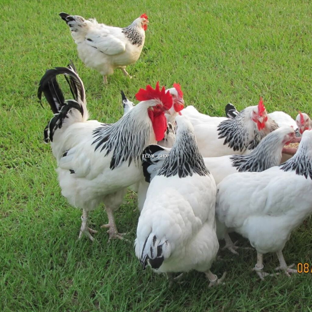 Serebrist mayalı yumurta satışı ünvan Türkan