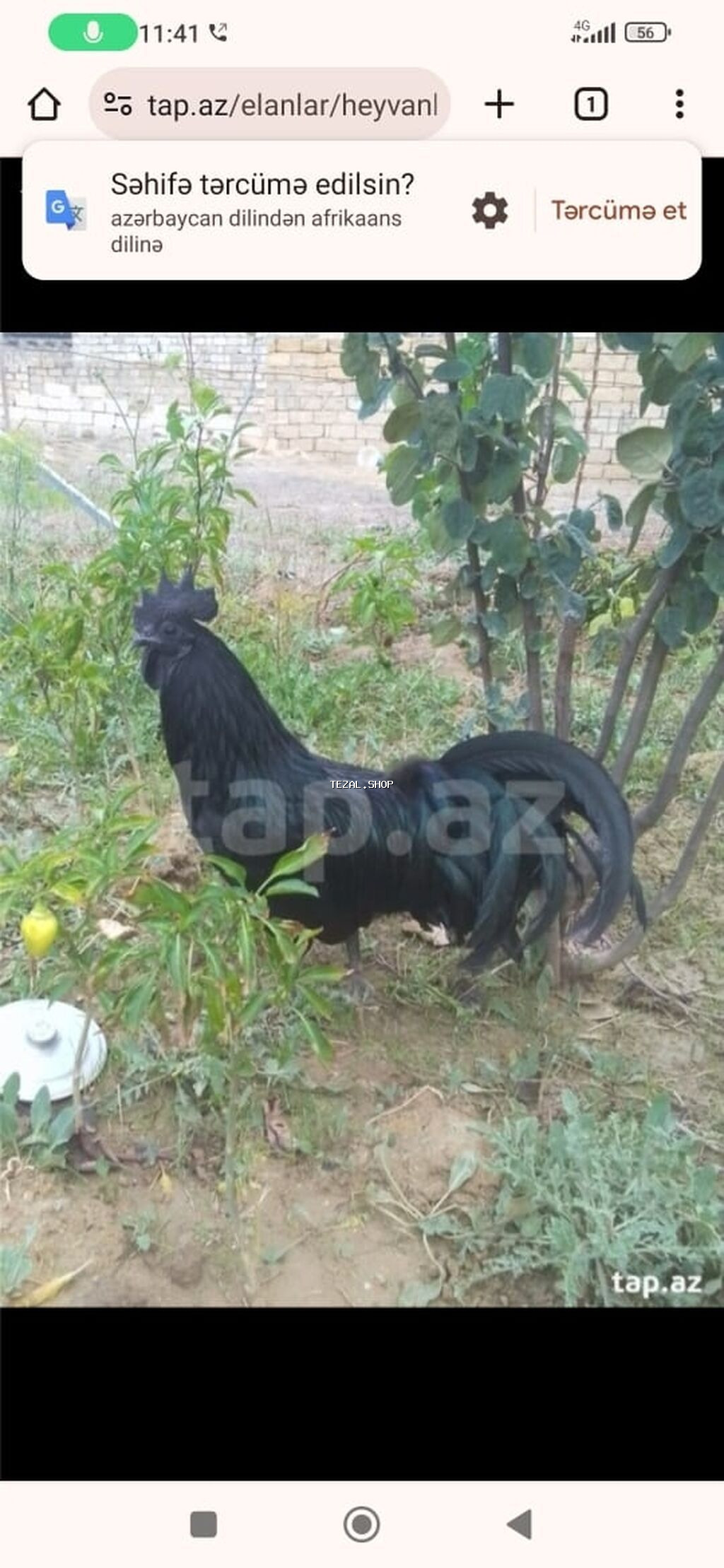 Tek 100 ayam zemani cut 200m .qap