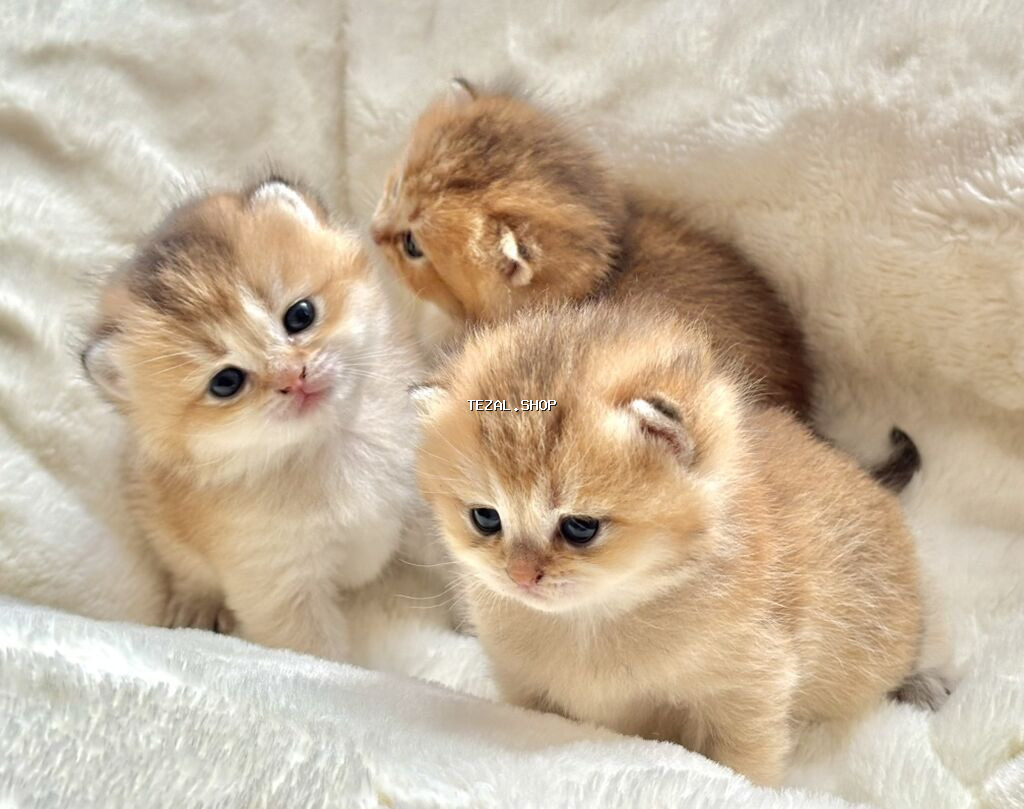 Gold Shinsilla (Baby Face) 30 gunluk Balalar Fikri ciddi olan narahat