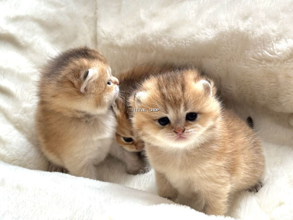 Gold Shinsilla (Baby Face) 30 gunluk Balalar Fikri ciddi olan narahat - şəkil 3