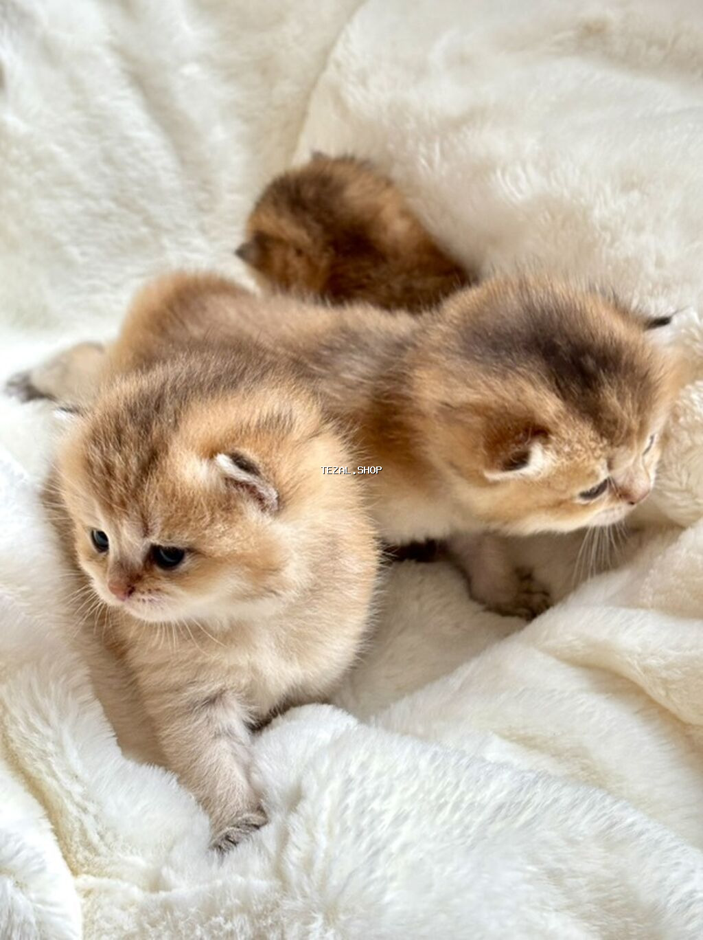 Gold Shinsilla (Baby Face) 30 gunluk Balalar Fikri ciddi olan narahat - şəkil 4