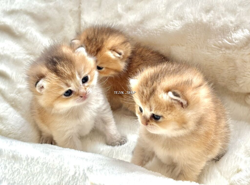 Gold Shinsilla (Baby Face) 30 gunluk Balalar Fikri ciddi olan narahat - şəkil 5