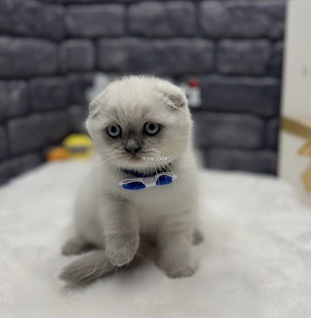 Şotland yastı qulaq, Ünvandan götürmə, Pulsuz çatdırılma, Ödənişli çatdırılma