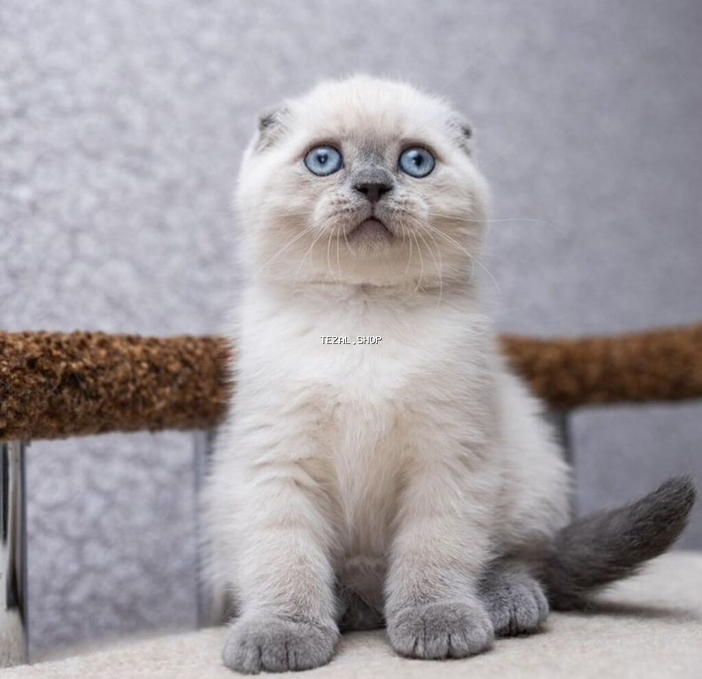 Şotland yastı qulaq, Ünvandan götürmə, Pulsuz çatdırılma, Ödənişli çatdırılma - şəkil 2